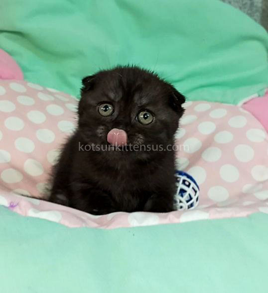 Sheldon Black Smoke Scottish Fold Baby Boy photo 5
