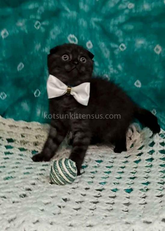 Sheldon Black Smoke Scottish Fold Baby Boy photo 2