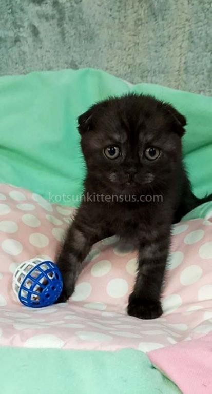 Sheldon Black Smoke Scottish Fold Baby Boy photo 11