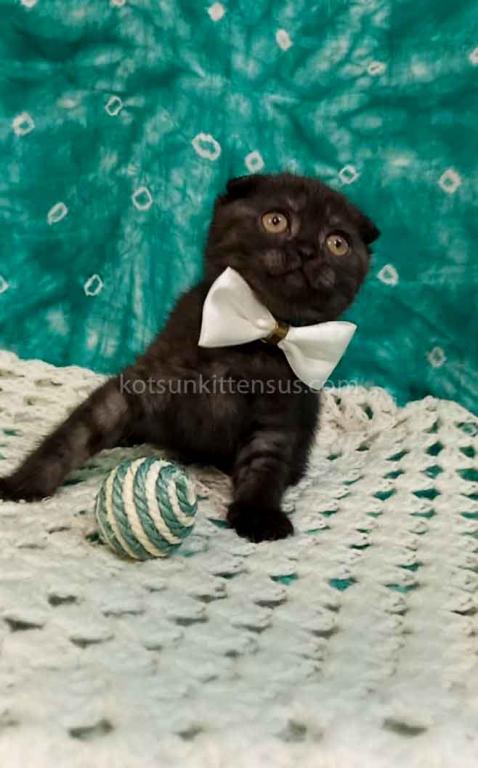Sheldon Black Smoke Scottish Fold Baby Boy photo 19