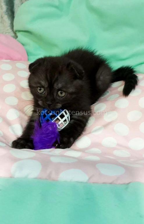Sheldon Black Smoke Scottish Fold Baby Boy photo 13