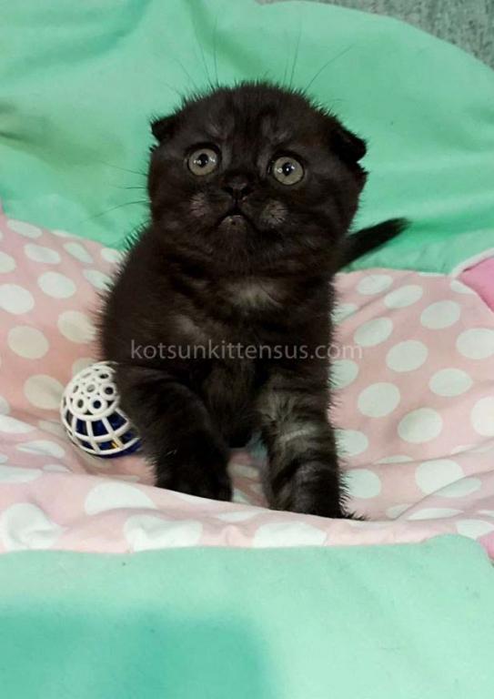 Sheldon Black Smoke Scottish Fold Baby Boy photo 14