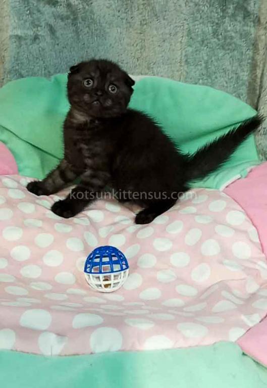 Sheldon Black Smoke Scottish Fold Baby Boy photo 9
