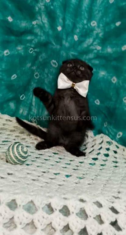 Sheldon Black Smoke Scottish Fold Baby Boy photo 17