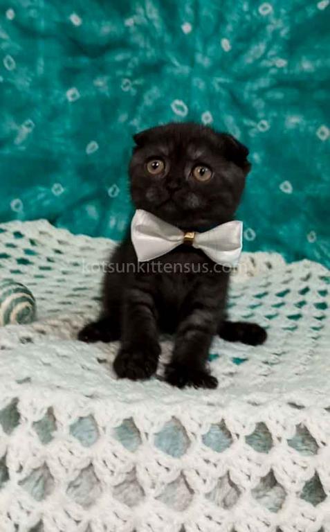 Sheldon Black Smoke Scottish Fold Baby Boy photo 24