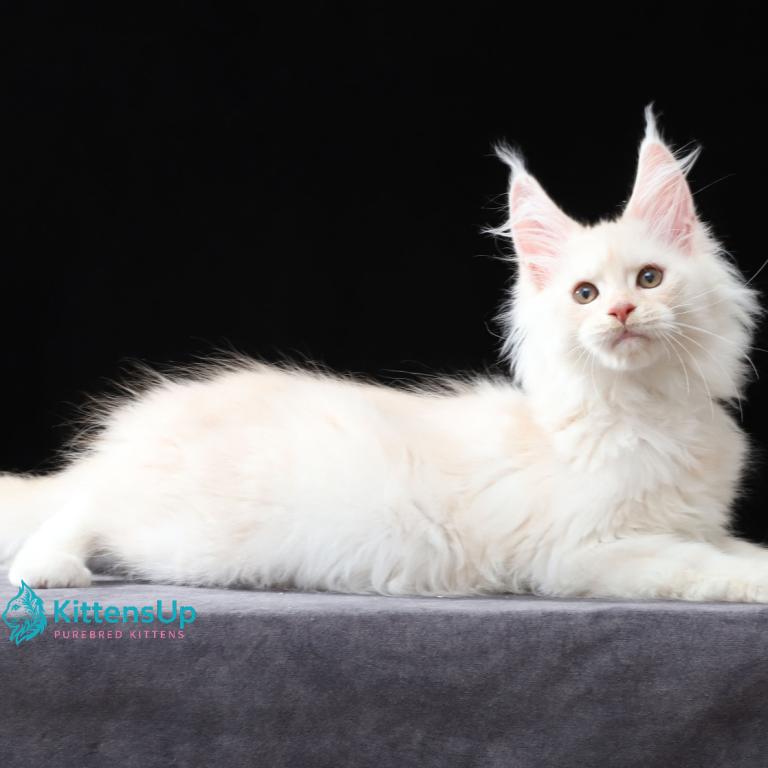 Valencio photo 3