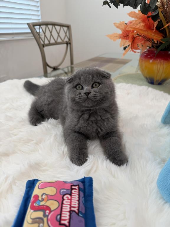 Scottish Fold Lovely Male Plush Teddy Bear photo 11