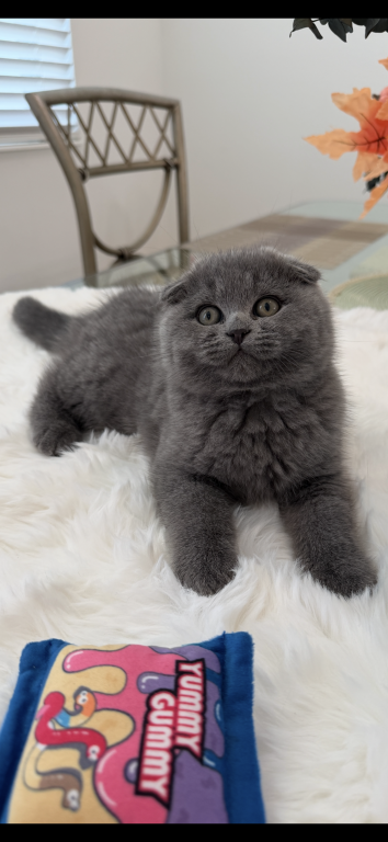 Scottish Fold Lovely Male Plush Teddy Bear photo 15