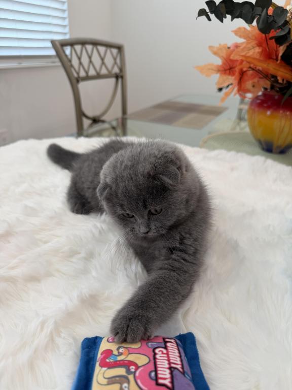Scottish Fold Lovely Male Plush Teddy Bear photo 12