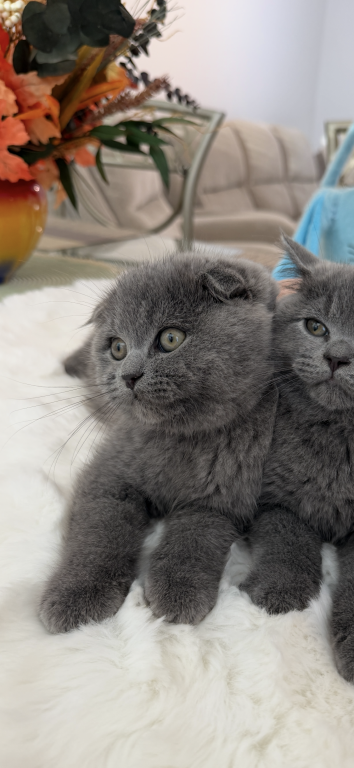 Scottish Fold Lovely Male Plush Teddy Bear photo 13