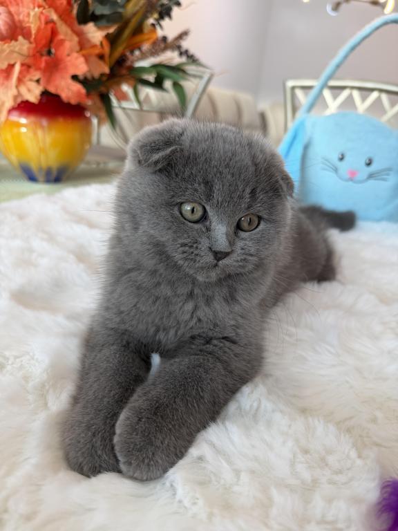 Scottish Fold Lovely Male Plush Teddy Bear photo 5