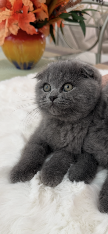 Scottish Fold Lovely Male Plush Teddy Bear photo 14