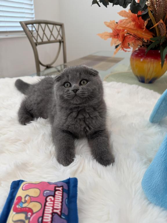 Scottish Fold Lovely Male Plush Teddy Bear photo 8