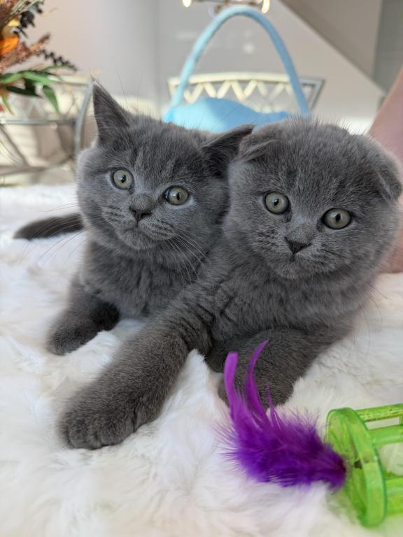 Scottish Fold Lovely Male Plush Teddy Bear photo 7
