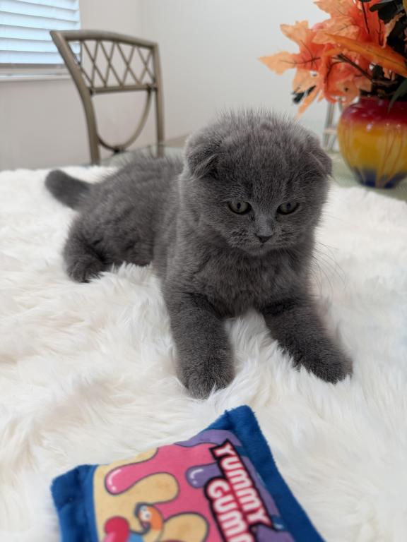 Scottish Fold Lovely Male Plush Teddy Bear photo 10
