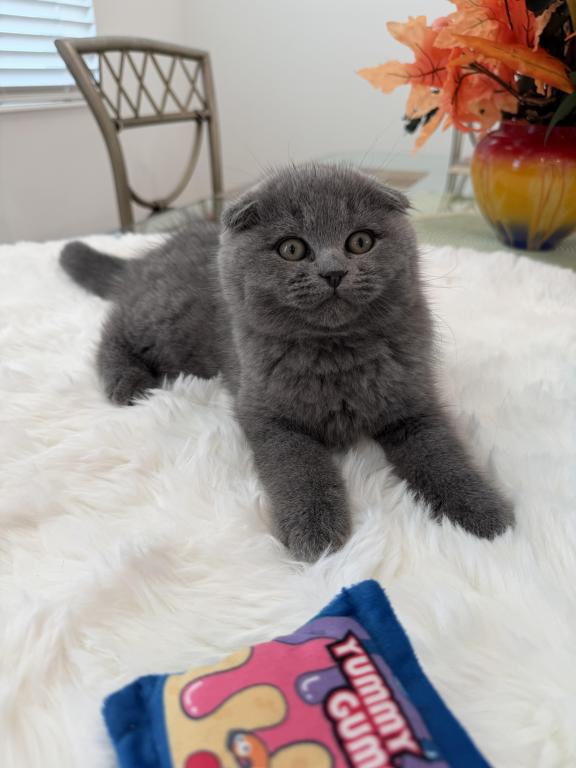 Scottish Fold Lovely Male Plush Teddy Bear photo 9