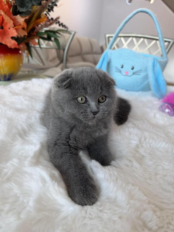 Scottish Fold Lovely Male Plush Teddy Bear photo 4