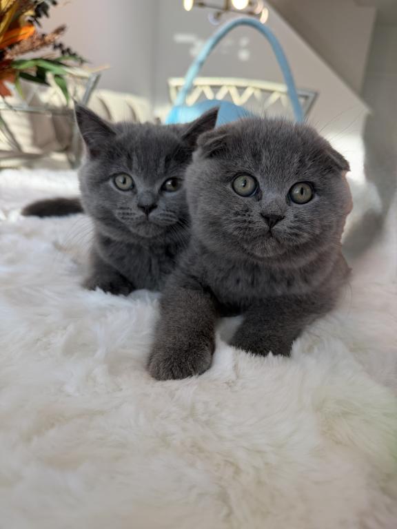 Scottish Fold Lovely Male Plush Teddy Bear photo 6