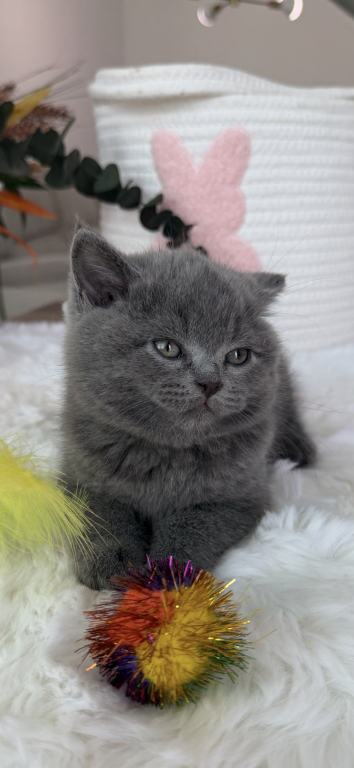 Bluey photo 8