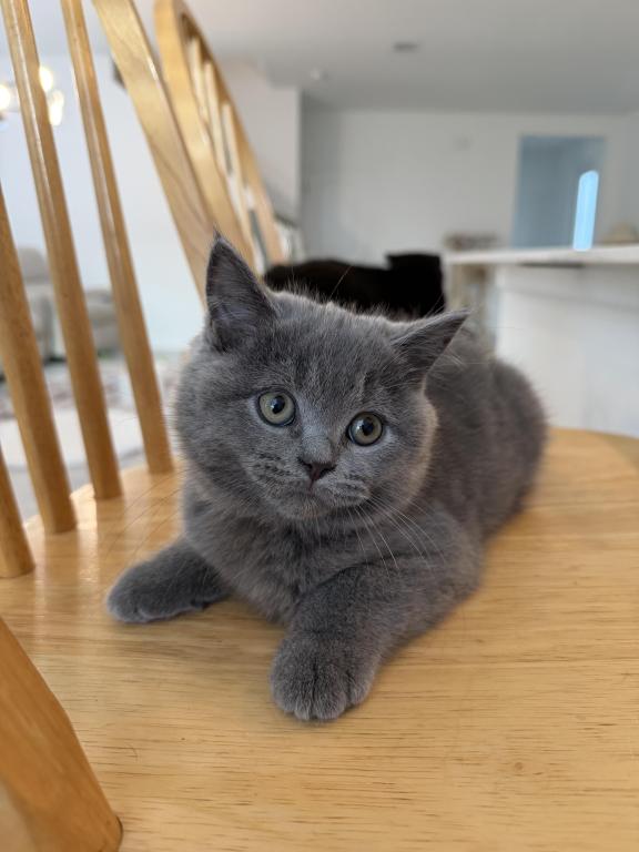 Bluey photo 1