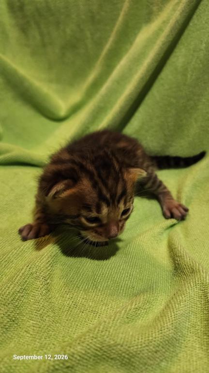 Victoria's August Litter In Perris photo 4