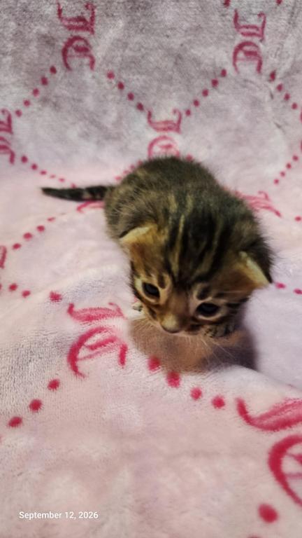 Victoria's August Litter In Perris photo 3