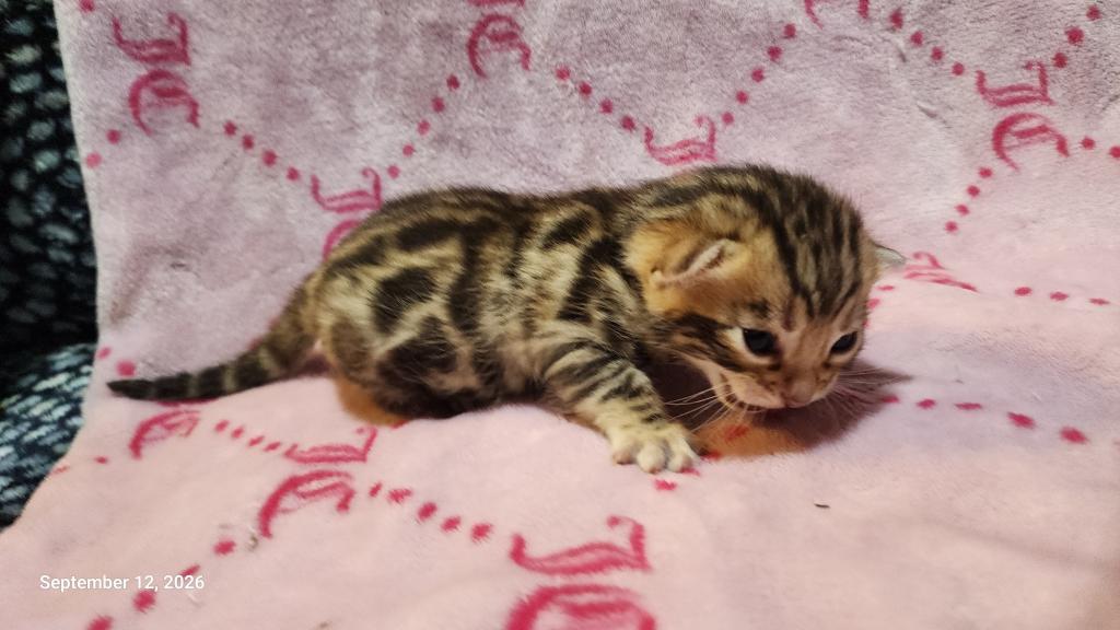 Victoria's August Litter In Perris photo 2