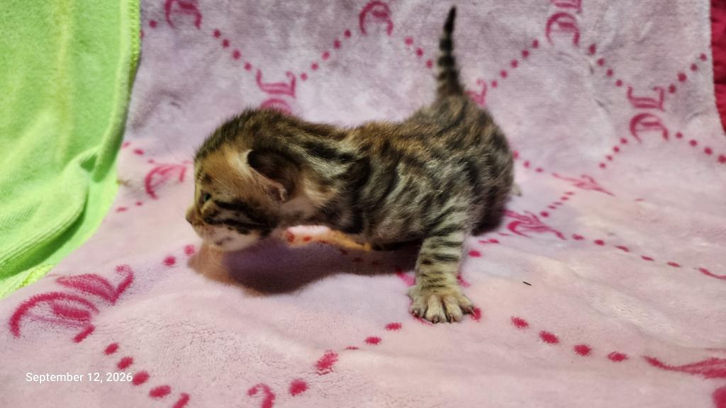 Victoria's August Litter In Perris