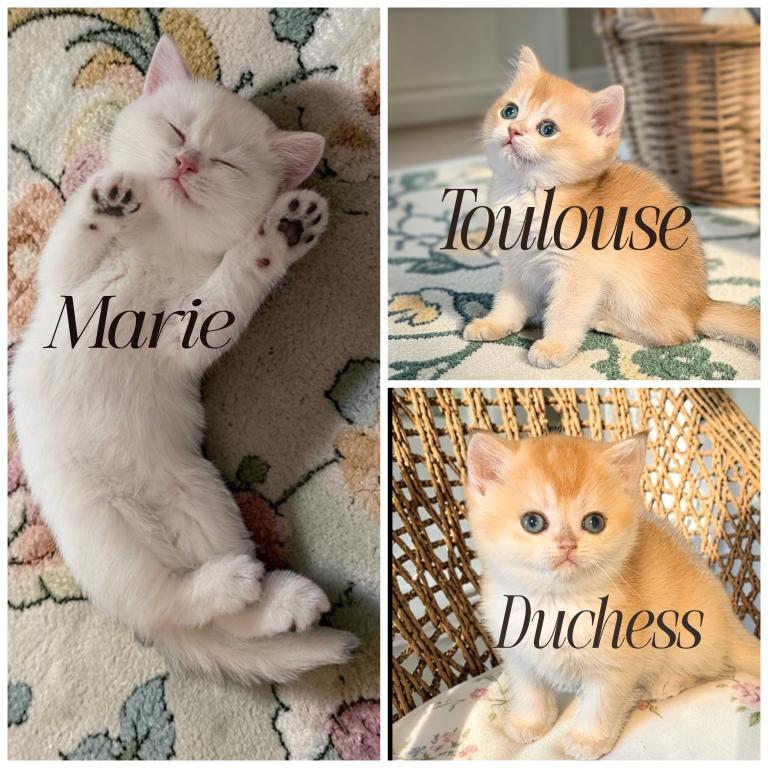 Marie Duchess And Toulouse photo 1