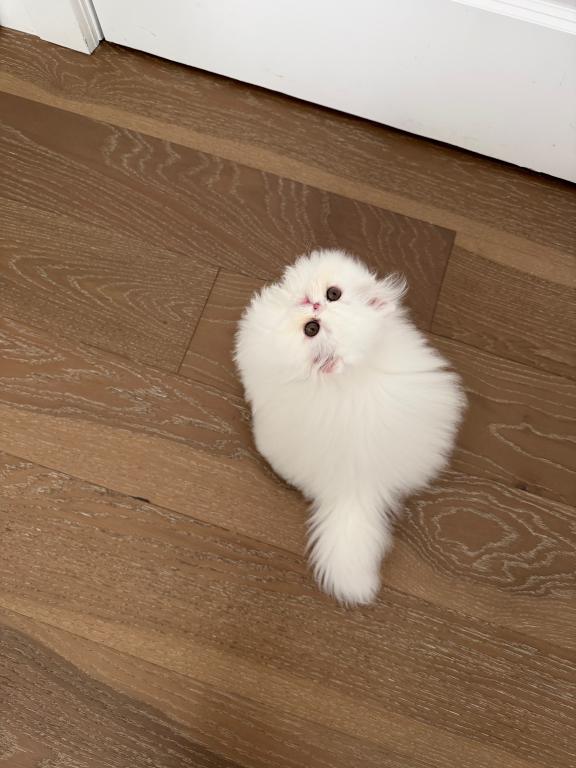 Fluffy photo 2