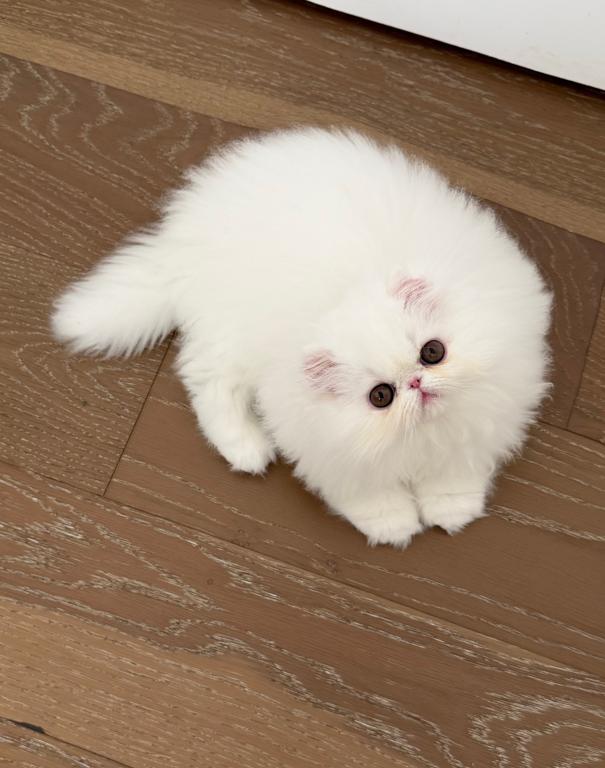 Fluffy