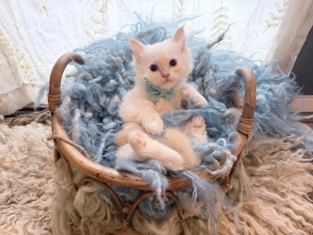 Purebred Male Flame Point Kitten photo 12