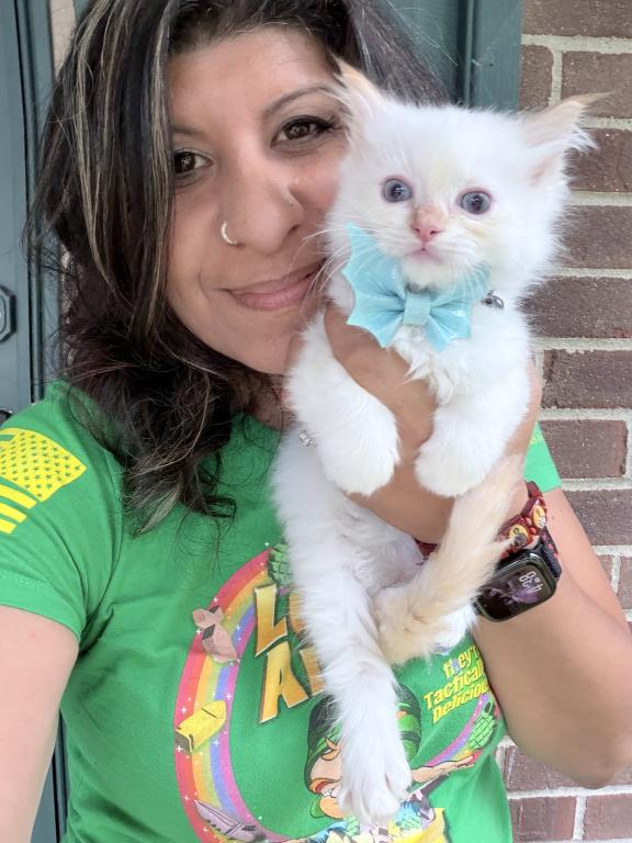 Purebred Male Flame Point Kitten photo 8