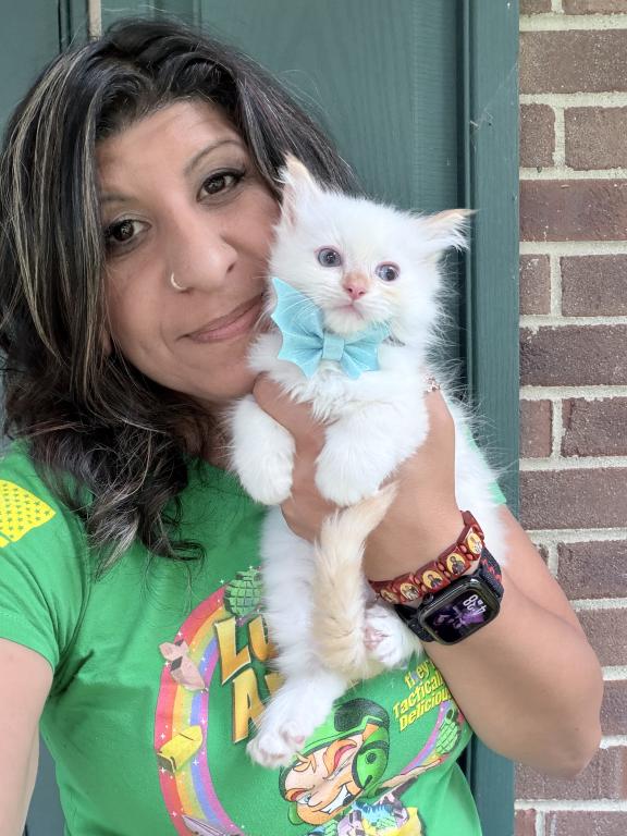 Purebred Male Flame Point Kitten photo 1