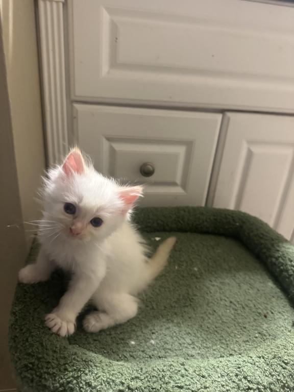 Purebred Male Flame Point Kitten photo 16