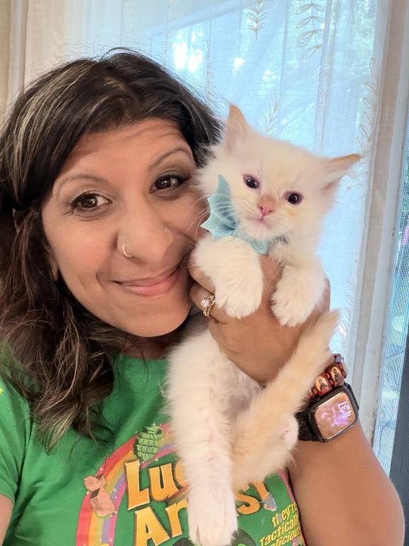 Purebred Male Flame Point Kitten photo 9
