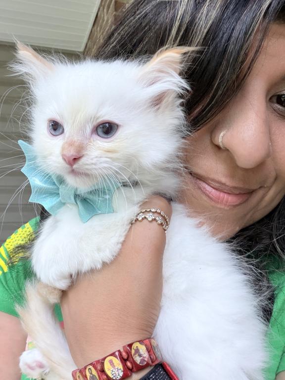 Purebred Male Flame Point Kitten photo 2