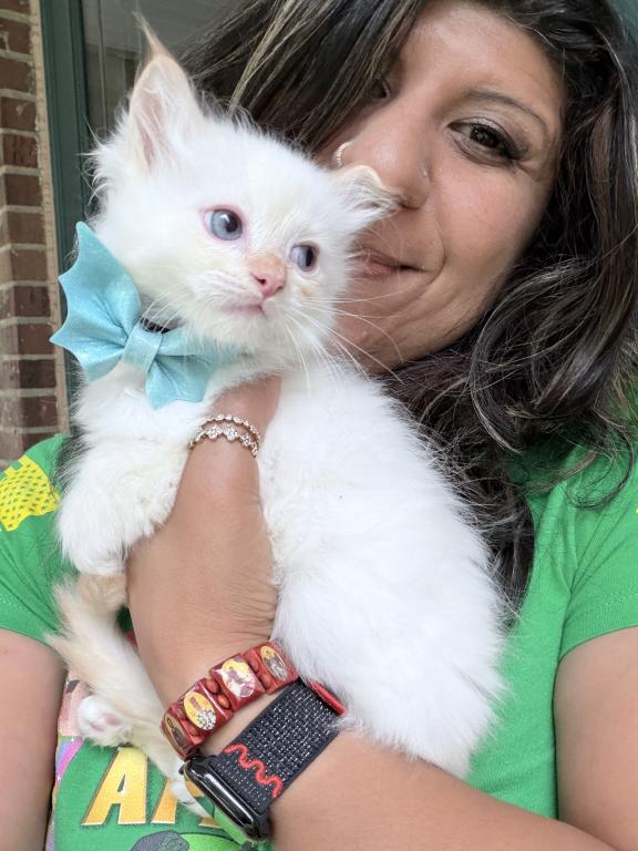 Purebred Male Flame Point Kitten photo 4