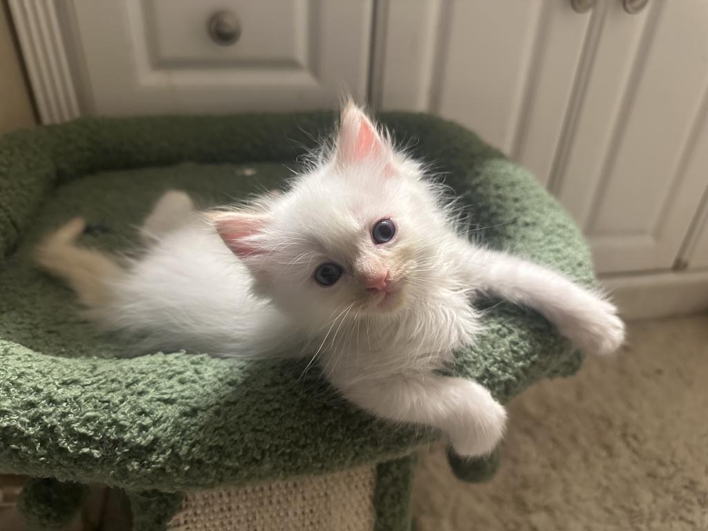 Purebred Male Flame Point Kitten photo 17