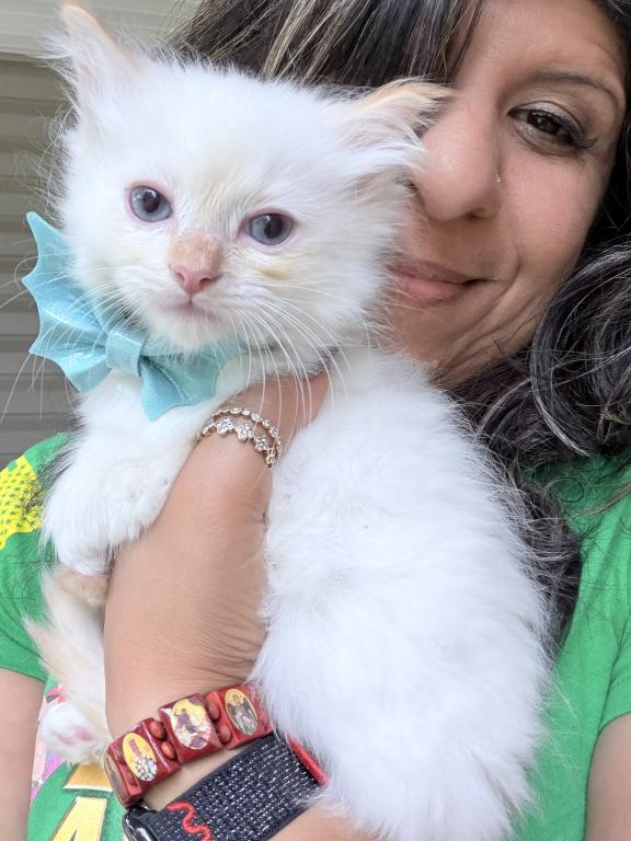 Purebred Male Flame Point Kitten photo 3