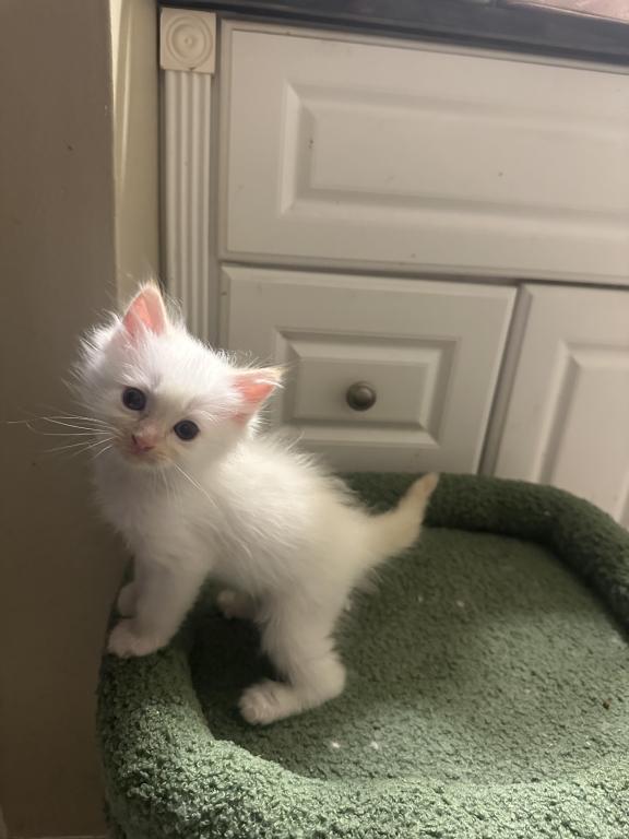 Purebred Male Flame Point Kitten photo 15