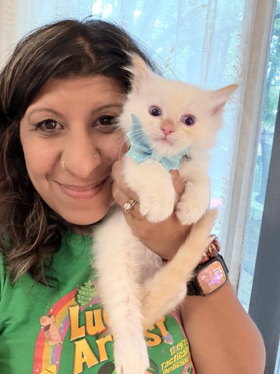 Purebred Male Flame Point Kitten photo 11