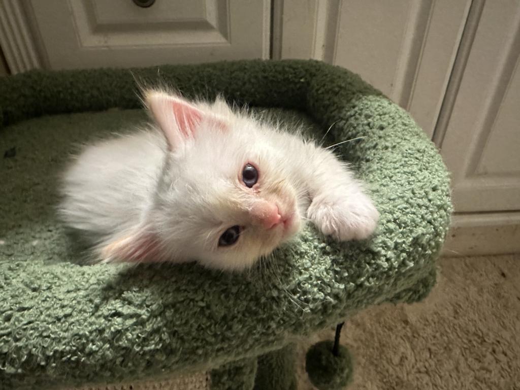 Purebred Male Flame Point Kitten photo 18