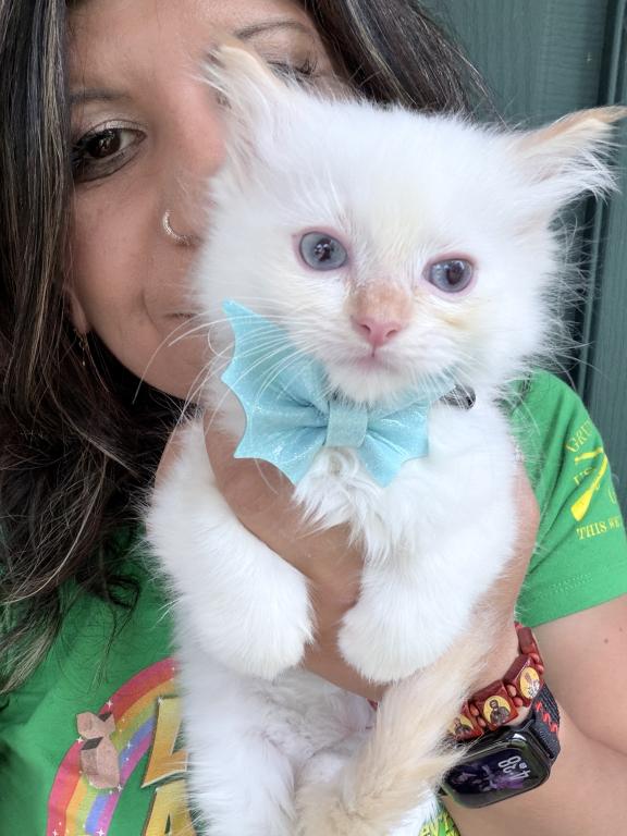 Purebred Male Flame Point Kitten photo 6