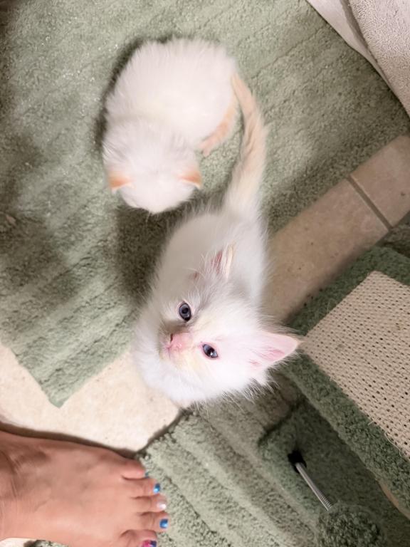 Purebred Male Flame Point Kitten photo 19