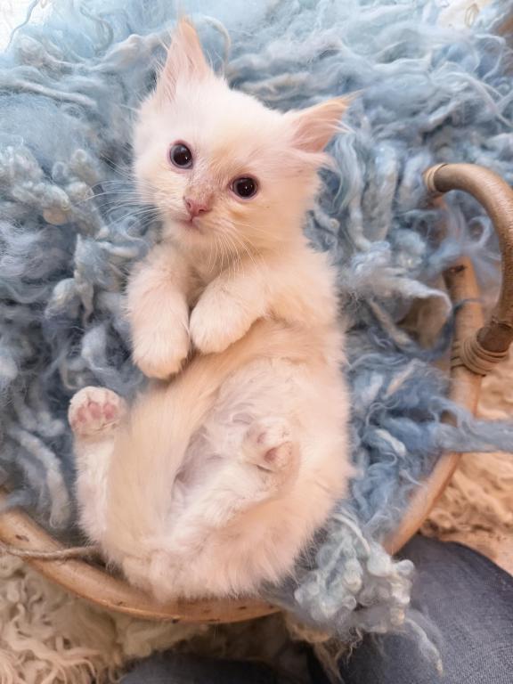 Purebred Male Flame Point Kitten photo 13