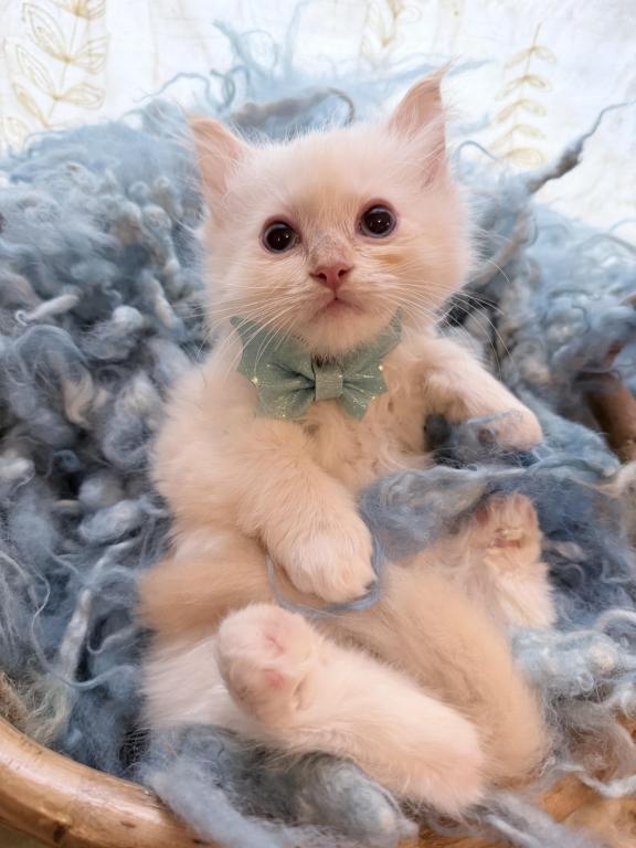 Purebred Male Flame Point Kitten photo 14