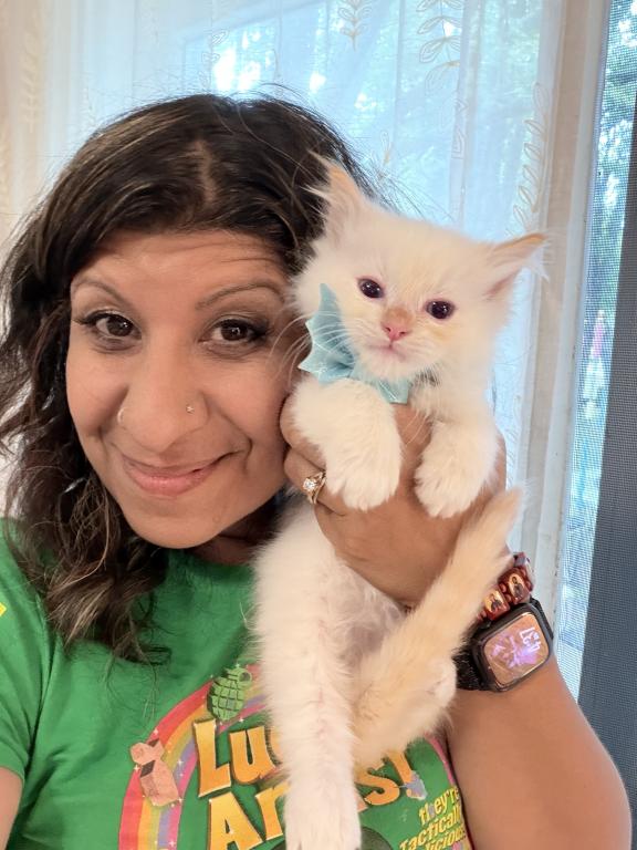 Purebred Male Flame Point Kitten photo 10