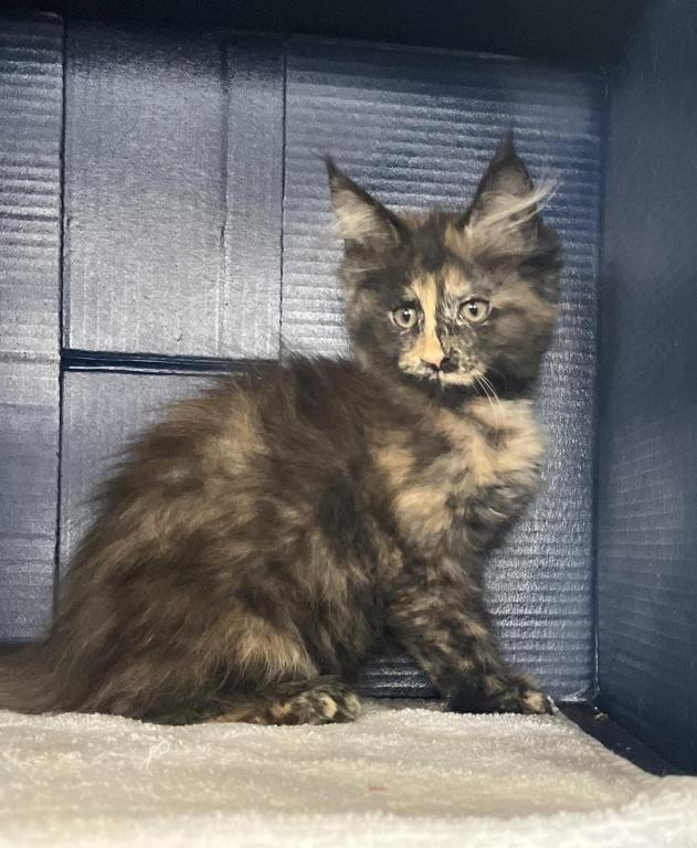 Sassy's Tortie photo 5