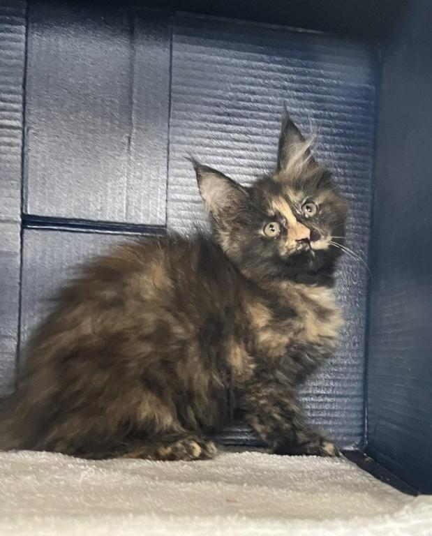 Sassy's Tortie photo 6
